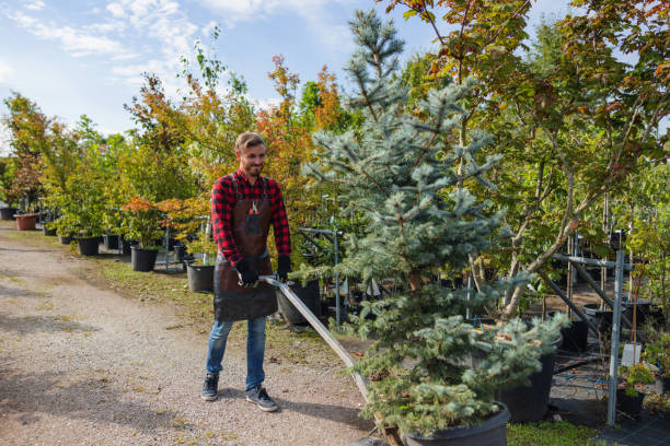 Best Storm Damage Tree Cleanup  in Jamesburg, NJ